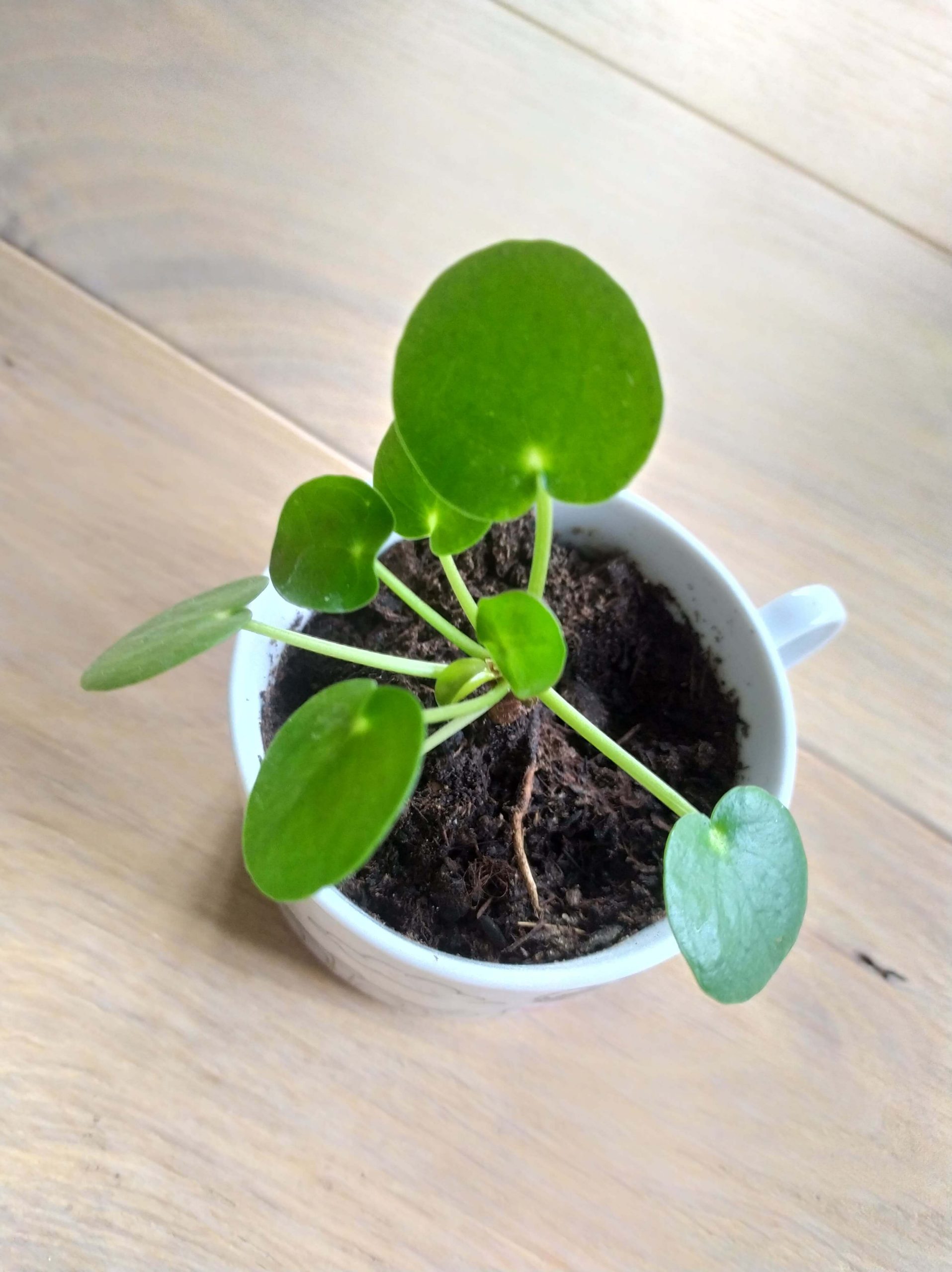 Pilea : conseil entretien, arrosage, bouture Pilea Peperomioides